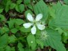 Common Blackberry ; Allegheny Blackberry  (Rubus allegheniensis porter agg)