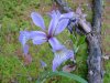 Blue Flag (Iris versicolor) (from flagge, the old English for 'rush' or 'reed')