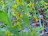 Yellow-Loosestrife; Swamp Candles (Lysimachia terrestris)