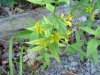 Yellow-Loosestrife; Swamp Candles (Lysimachia terrestris)