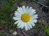 Oxeye Daisy (Leucanthemum vulgare; Chrysanthemum leucanthemum)