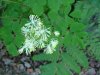 Fall Meadow-rue (Thalictrum pubescens)