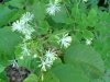 Fall Meadow-rue (Thalictrum pubescens)