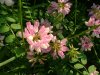 Crown Vetch (Coronilla varia)