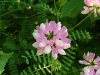 Crown Vetch (Coronilla varia)