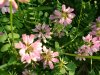 Crown Vetch (Coronilla varia)