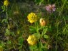 Hop Clover (Trifolium aureum)