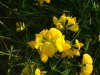 Birdsfoot Trefoil (Lotus corniculata)