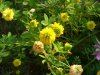 Hop Clover (Trifolium aureum)