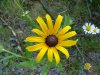 Black-eyed Susan (Rudbeckia hirta ; Rudbeckia serotina)