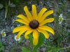 Black-eyed Susan (Rudbeckia hirta ; Rudbeckia serotina)