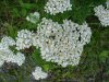 Common Yarrow (Achillea millefolium)