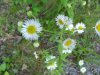 Daisy Fleabane (Erigeron annus)