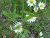 Daisy Fleabane (Erigeron annus)