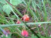 Virginia Strawberry ; Common Strawberry (Fragaria virginiana)
