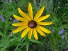 Black-eyed Susan (Rudbeckia hirta ; Rudbeckia serotina)