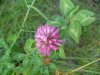 Red Clover (Trifolium pratense)