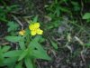 Small Sundrops (Oenothera perennis)