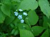 True Forget-me-not (Myosotis scorpioides)