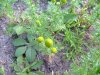 Pineapple-weed (Matricaria discoidea)