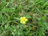 A cinquefoil