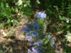 Viper's Bugloss; Blueweed (Echium vulgare)