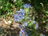 Viper's Bugloss; Blueweed (Echium vulgare)