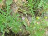 Pineapple-weed (Matricaria discoidea) with unidentified purple flower