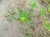 Pineapple-weed (Matricaria discoidea)