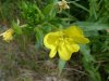 Common Evening-Primrose (Oenothera biennis)