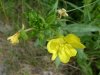 Common Evening-Primrose (Oenothera biennis)