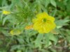 Common Evening-Primrose (Oenothera biennis)