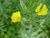 Common Evening-Primrose (Oenothera biennis)