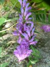 Cow Vetch; Blue Vetch; Bird Vetch (Vicia cracca)