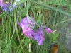 Cow Vetch; Blue Vetch; Bird Vetch (Vicia cracca)