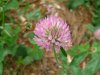Red Clover (Trifolium pratense)