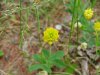 Hop Clover (Trifolium aureum)