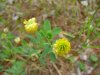 Hop Clover (Trifolium aureum)