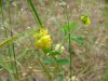 Hop Clover (Trifolium aureum)