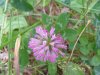 Red Clover (Trifolium pratense)