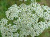 Common Yarrow (Achillea millefolium)