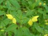 Fringed Yellow-Loosestrife (Lysimachia ciliata)