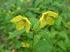 Fringed Yellow-Loosestrife (Lysimachia ciliata)