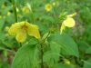 Fringed Yellow-Loosestrife (Lysimachia ciliata)