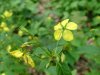 Fringed Yellow-Loosestrife (Lysimachia ciliata)