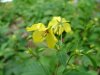 Fringed Yellow-Loosestrife (Lysimachia ciliata)