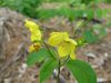 Fringed Yellow-Loosestrife (Lysimachia ciliata)