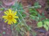 Perennial Sow Thistle (Sonchus arvensis L.)