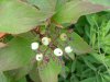 Round-leaved Dogwood (Cornus rugosa)