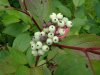 Round-leaved Dogwood (Cornus rugosa)